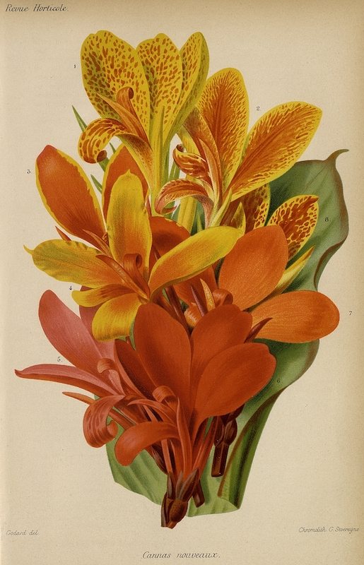 Cannas nouveaux, 1885, Revue Horticole©