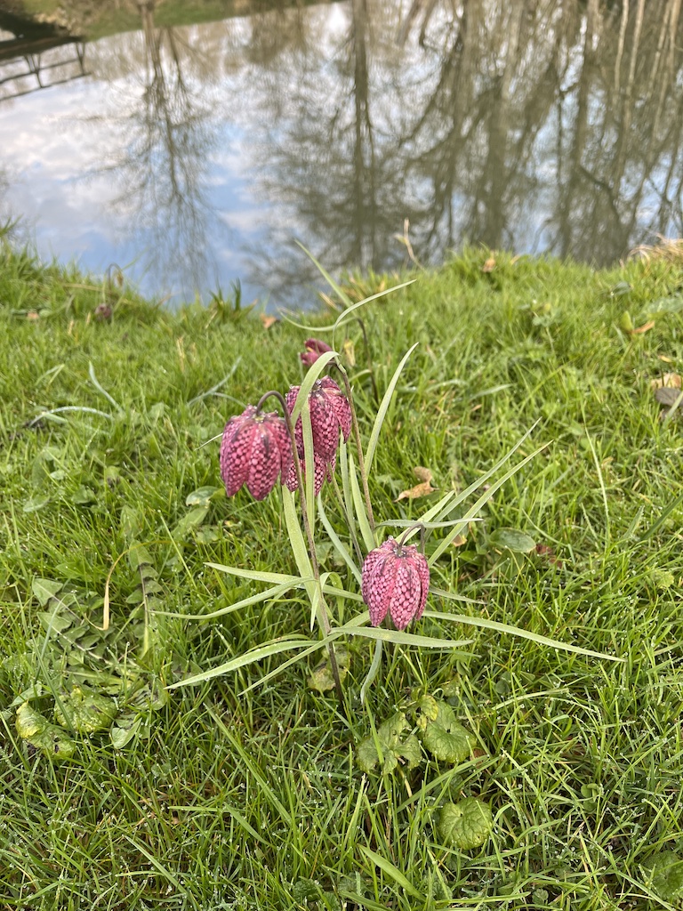 Fritillaire pintade au château de l'Islette