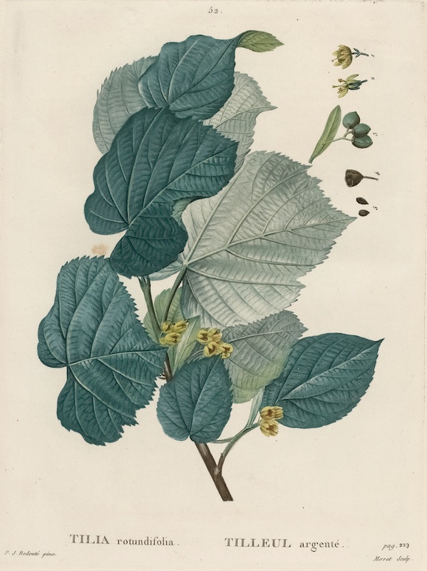 Traité des arbres et arbustes, 2nde édition, Duhamel du Monceau, 1800-1805