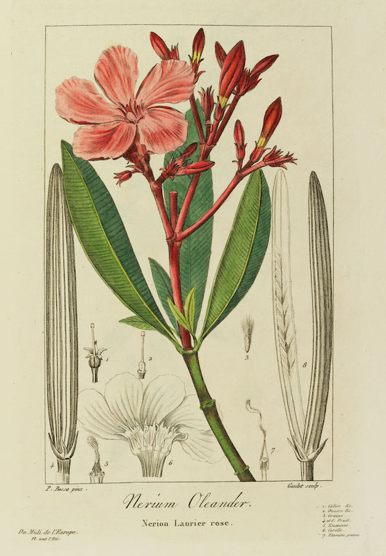 Planche extraite de Bessa, Pancrace Flore des jardiniers, amateurs et manufacturiers : extraits de l'herbier de l'amateur, 1836, Hortalia©