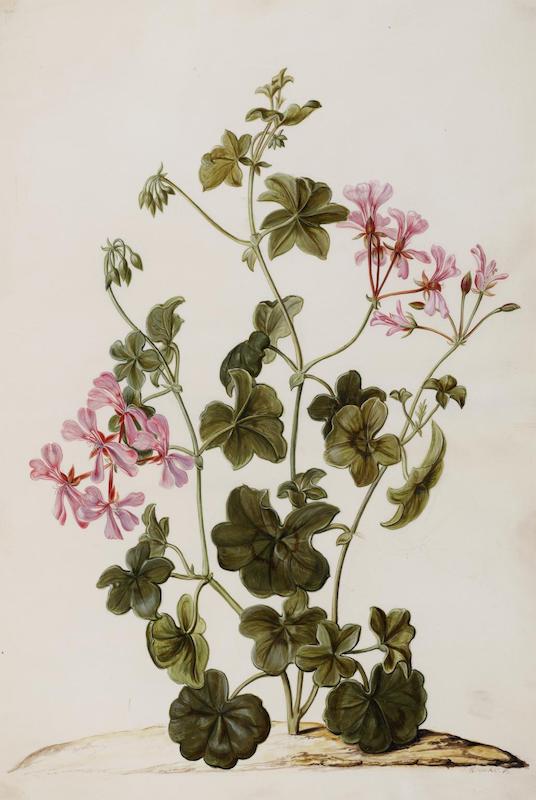 Pelargonium peltatum Jan Moninckx 1701