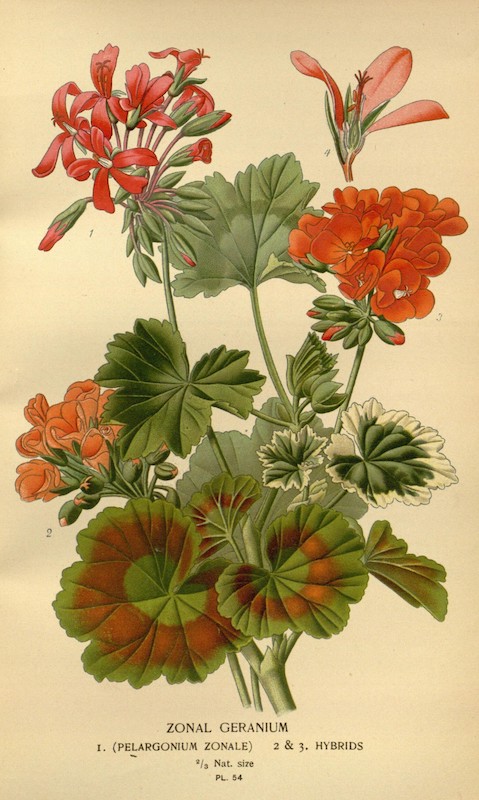 Pelargonium zonale au n°1, hybrides pour les n°2 et 3, Wikipedia© Pelargonium zonale au n°1, hybrides pour les n°2 et 3, Wikipedia©