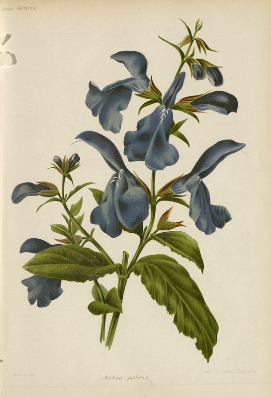 Goffart, J. L. et Guillot, J. R., Revue Horticole 1909, Hortalia© Goffart, J. L. et Guillot, J. R., Revue Horticole 1909, Hortalia©