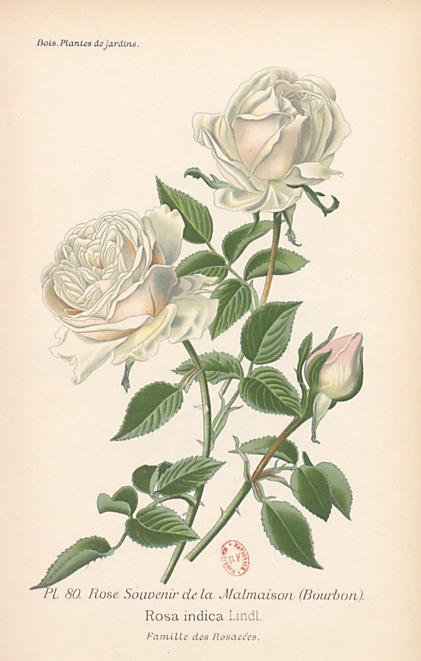 Rose 'Souvenir de la Malmaison', illustration Désiré Bois, Hortalia©