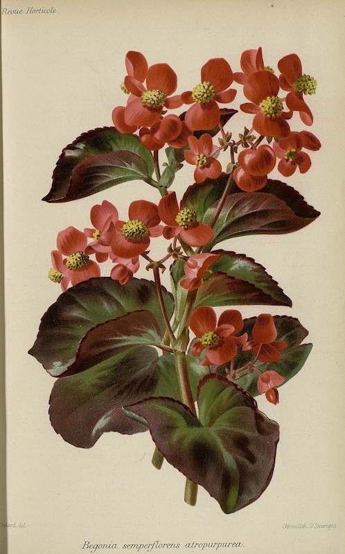 Begonia semperflorens atropurpurea, Gravure, Severeyns et Godard, La Revue Horticole, 1891, Hortalia©