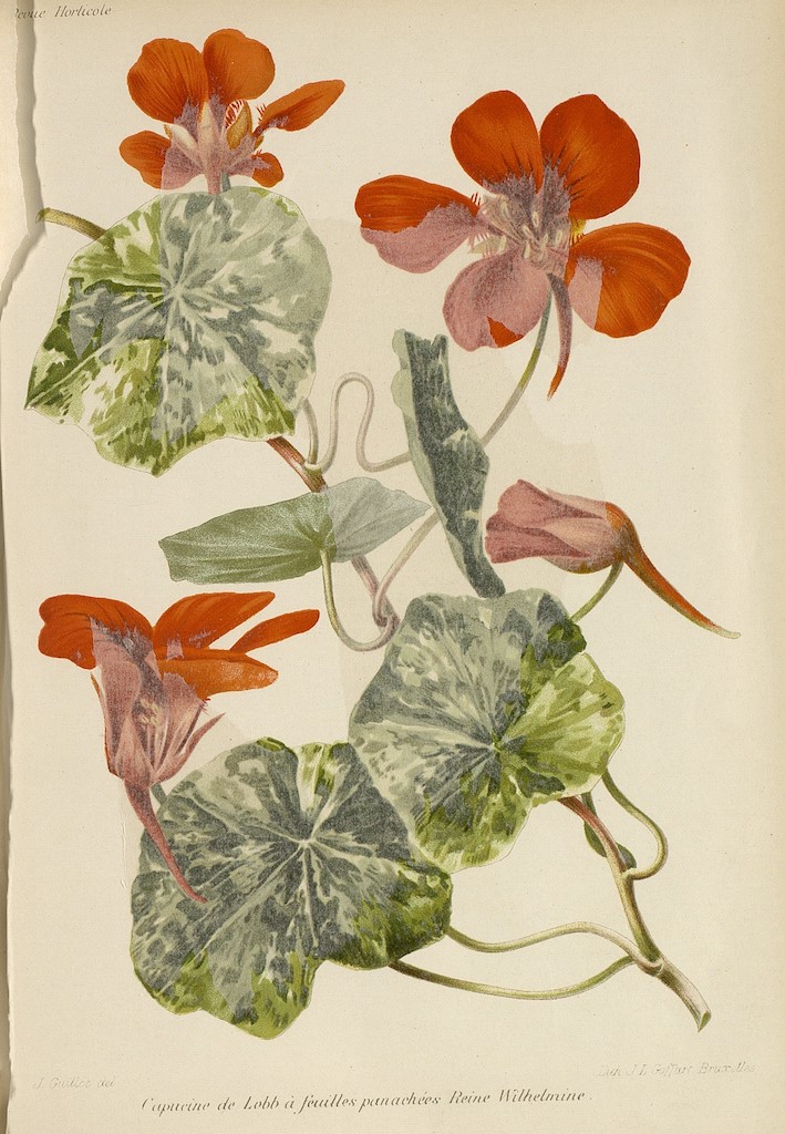 Capucine de Lobb à feuilles panachées Wilhelmine, J.L. Goffart, J.R. Guillot, 1909, La Maison Rustique, Hortalia©