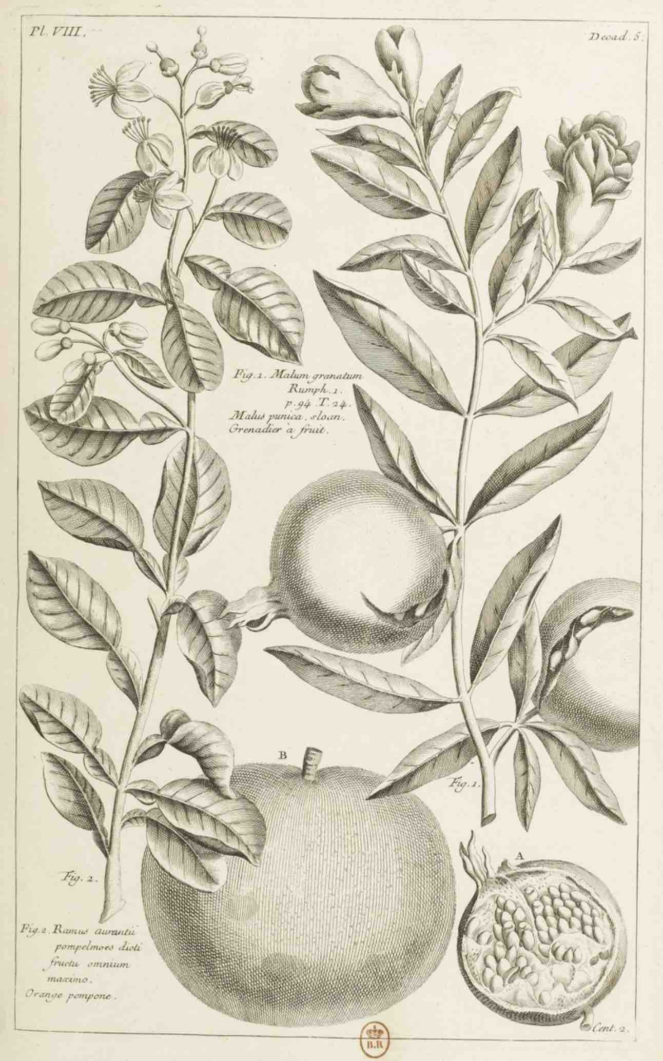 Le Grenadier, Planche, Histoire universelle et raisonnée des végétaux, Pierre-Joseph Buchoz, 1771-1774