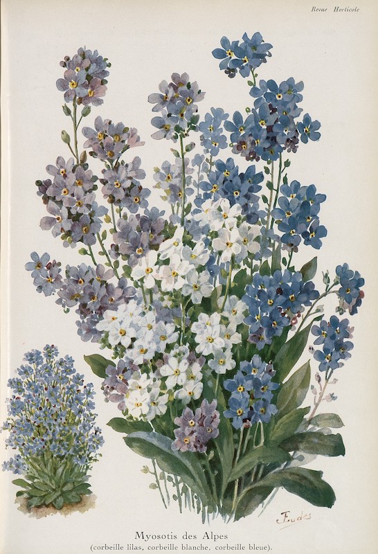 Myosotis des Alpes, Gravure, J. Eudes, La Revue Horticole, 1934, Hortalia©