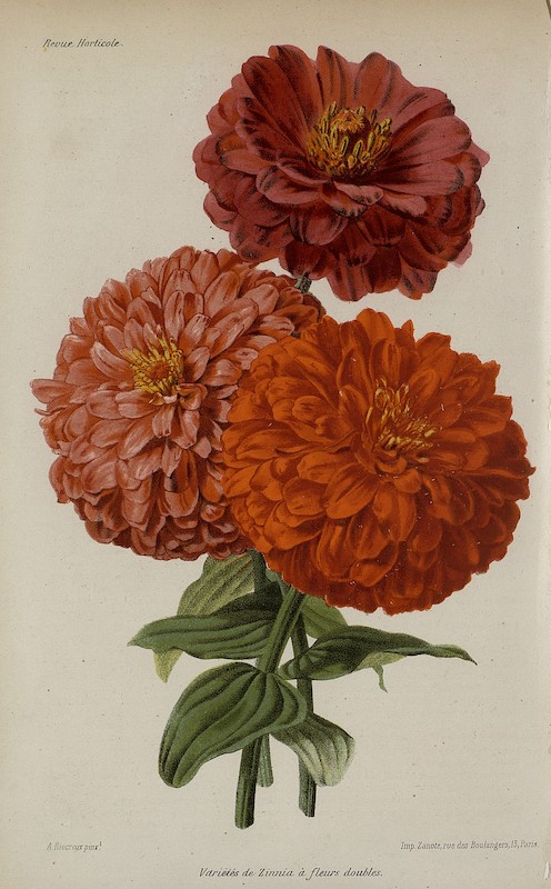 Variétés de Zinnia à fleurs doubles, Gravure, Alfred Riocreux, La Revue Horticole, 1864, Hortalia©