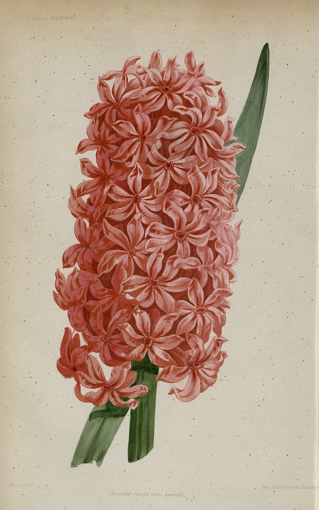 Jacinthe rouge sans pareil, Lefevre, 1863, La Maison Rustique, Hortalia©