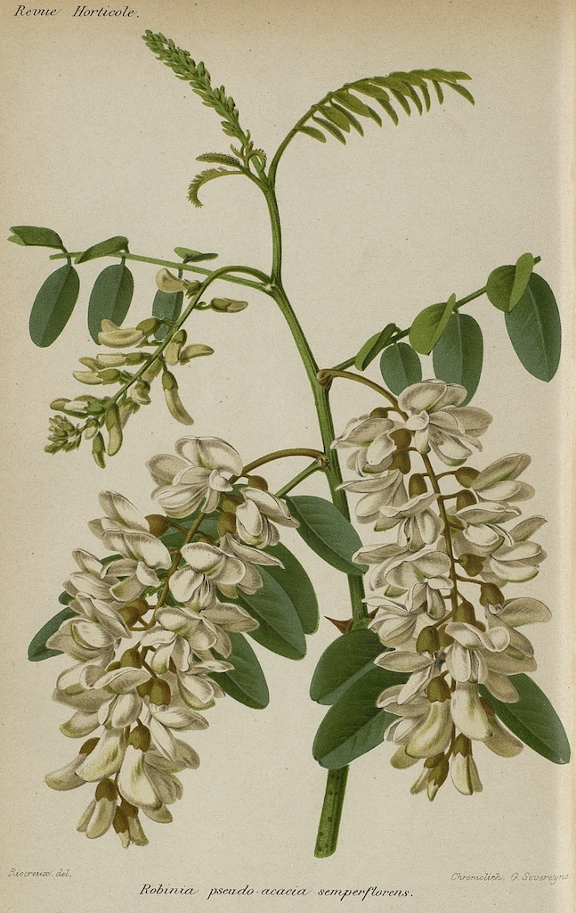 Robinia pseudo-acacia semperflorens, Gravure, Alfred Riocreux, La Revue Horticole, 1875