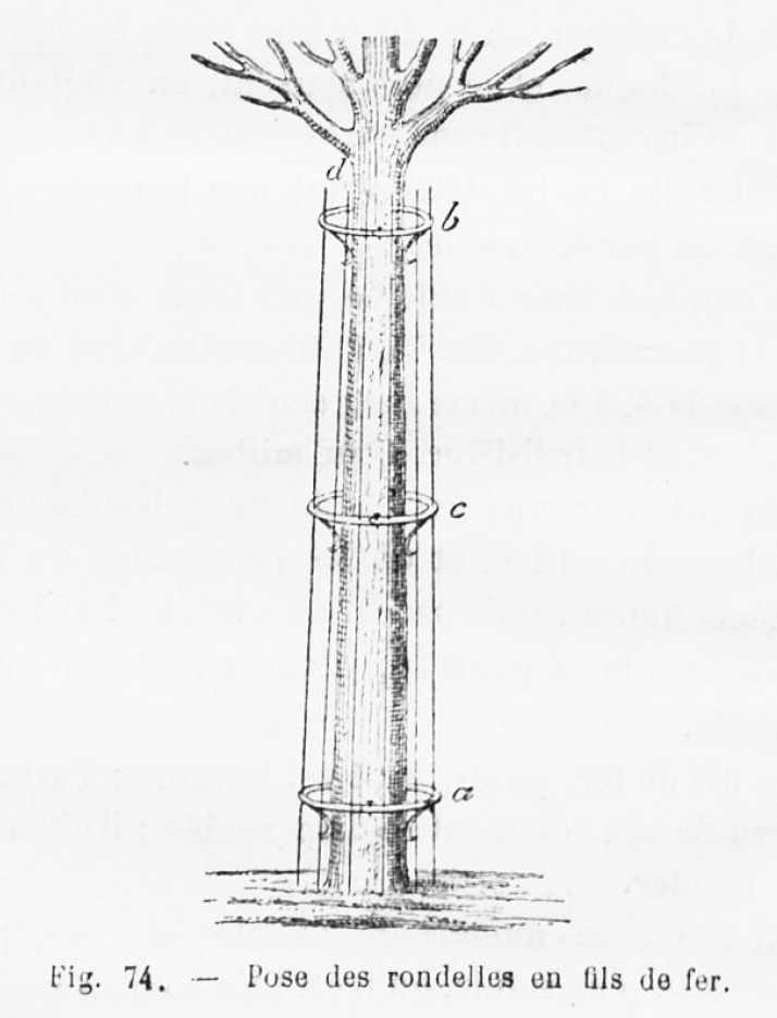 Habillage des troncs d'arbres : pose des rondelles en fils de fer