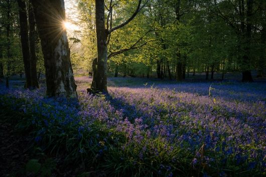 jardinsdeloire_flowers_in_spring