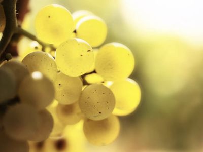 Jardins de loire : du raisin au vin...
