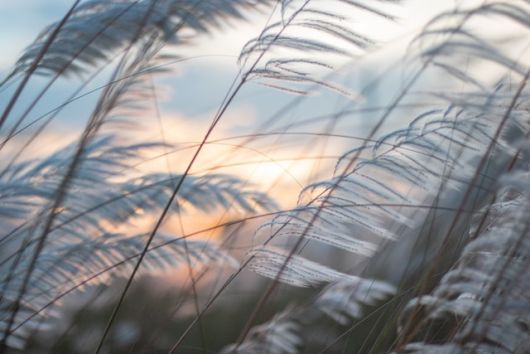 jardinsdeloire_miscanthus