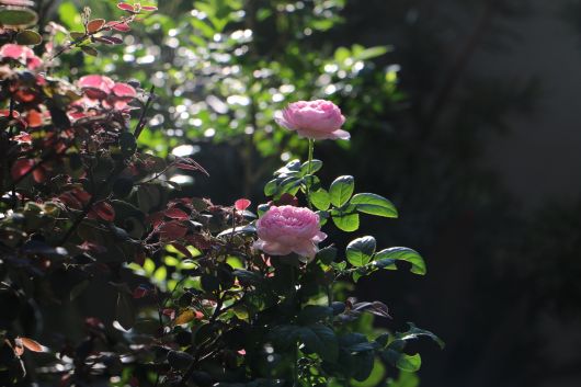 jardinsdeloire_garden_roses