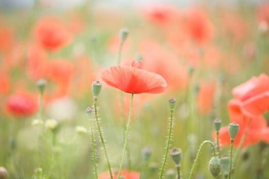 jardinsdeloire_poppies