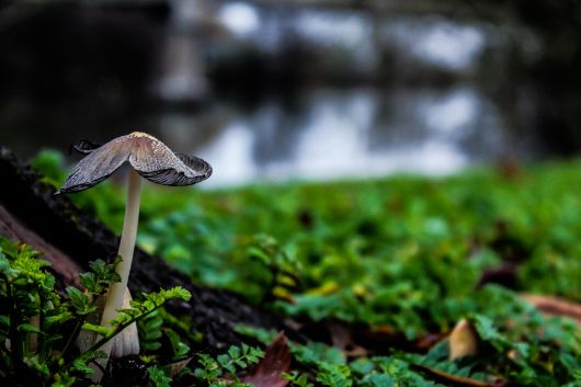 jardinsdeloire_mushroom_in_the_forest