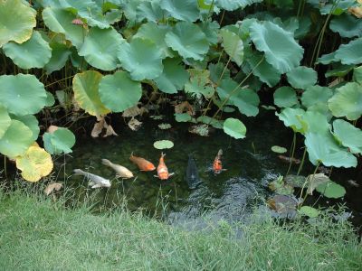 Jardins de Loire : Carpes au milieu des lotus