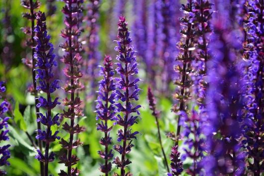 jardinsdeloire_salvia_flower