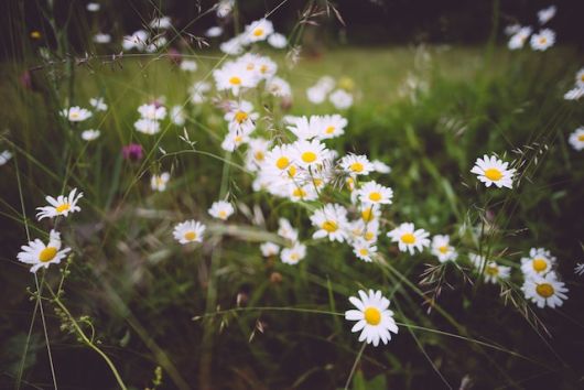 jardinsdeloire_daisies