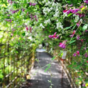 Jardins de Loire au Japon, voyage les 7 plantes d'automne du Japon