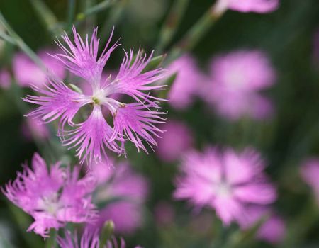 Jardins de Loire : articles sur les plantes du Japon