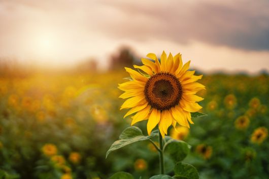 jardinsdeloire_sunflower