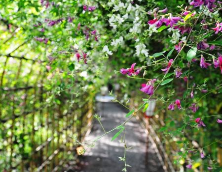 Jardins de Loire : conférences sur les plantes du Japon