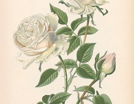 Jardins de Loire : recherches sur le patrimoine végétal