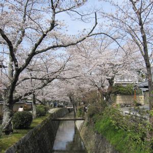Jardins de Loire au Japon, voyage sur les cerisiers ornementaux
