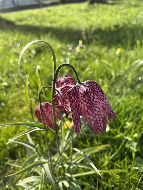 Fritillaire pintade dans le parc du château de l'Islette