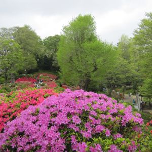 jardinsdeloire_azalea_japon