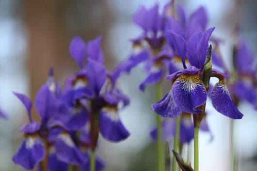 jardinsdeloire_iris_violets