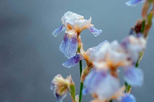 jardinsdeloire_iris