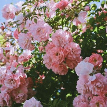 jardinsdeloire_explosion_of_roses