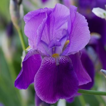 jardinsdeloire_iris_spring