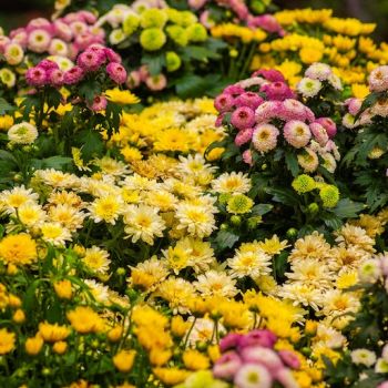 jardinsdeloire_autumn_colours