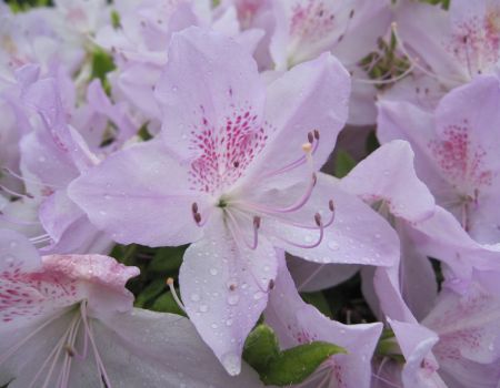 Jardins de Loire : articles sur les plantes du Japon