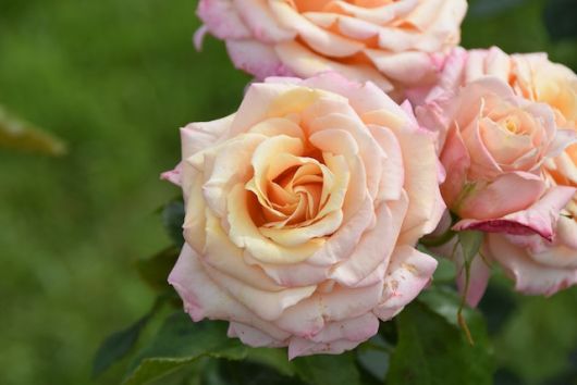 jardinsdeloire_peach_roses