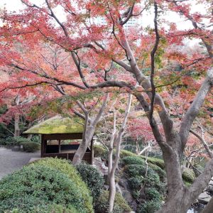 Jardins de Loire au Japon, voyage 50 nuances de rouge